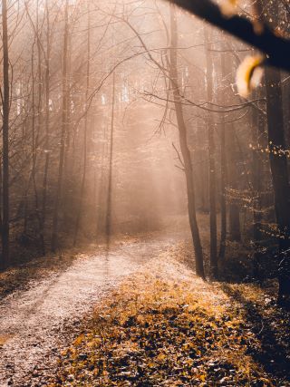 morning-sunshine-in-the-forest-2023-11-27-05-01-24-utc